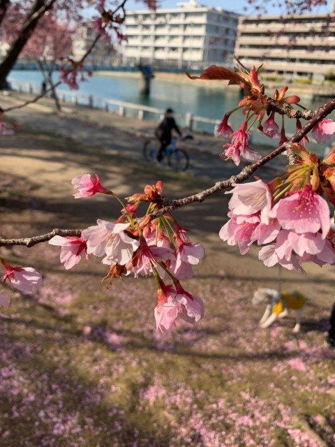 蜂須賀桜３